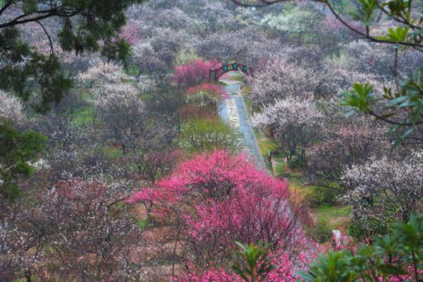 2024蘇州香雪海景區開放時間
