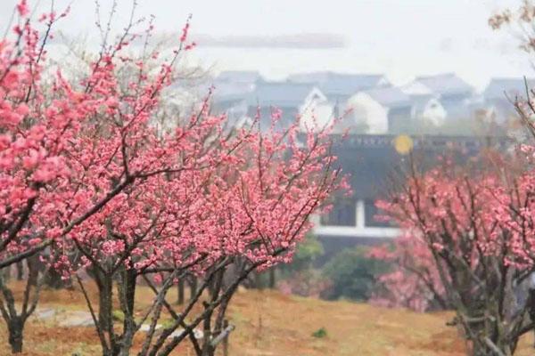 2024蘇州香雪海景區開放時間