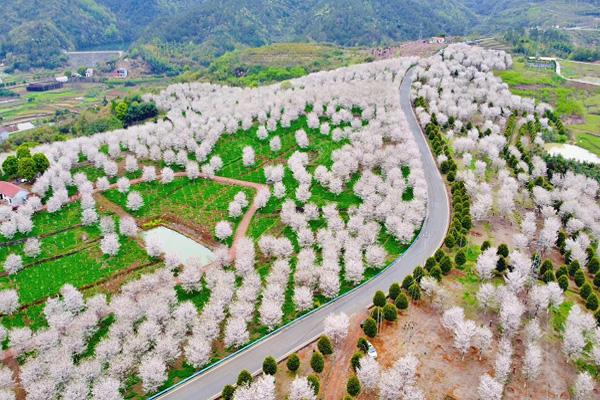 嵊州看花的地方在哪里 嵊州看花的地方在哪里