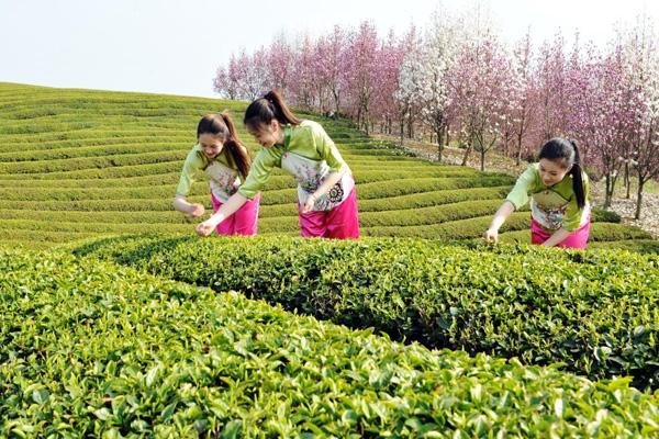 嵊州看花的地方在哪里 嵊州看花的地方在哪里
