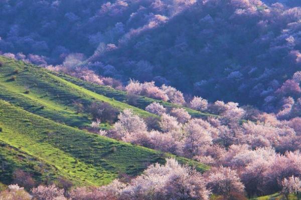 帕米爾高原的杏花什么時(shí)候開 帕米爾高原的杏花什么時(shí)候開