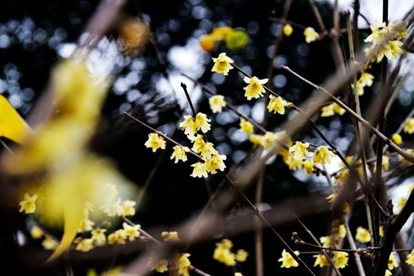 北京哪里可以看到臘梅花 北京哪里可以看到臘梅花