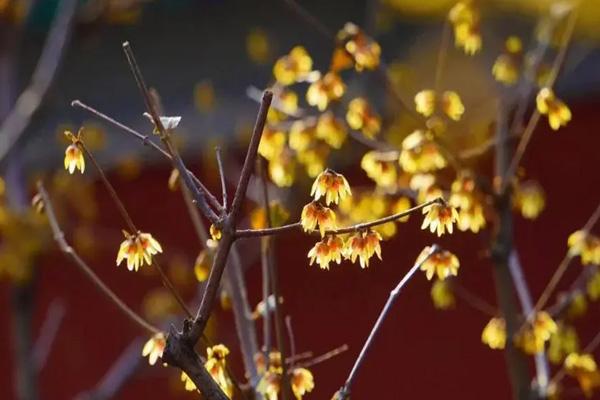 北京哪里可以看到臘梅花 北京哪里可以看到臘梅花