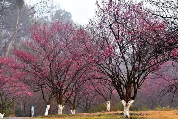 中山春天有賞花地方嗎 中山春天有賞花地方嗎