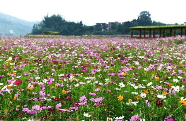 中山春天有賞花地方嗎 中山春天有賞花地方嗎