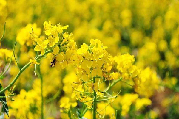 2024贛州賞花的地方有哪些 2024贛州賞花的地方有哪些