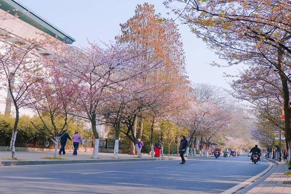 2024南京賞櫻花有哪些地方 南京賞櫻花的最佳時間 2024南京賞櫻花有哪些地方 南京賞櫻花的最佳時間