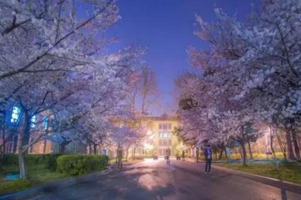2024南京賞櫻花有哪些地方 南京賞櫻花的最佳時間 2024南京賞櫻花有哪些地方 南京賞櫻花的最佳時間