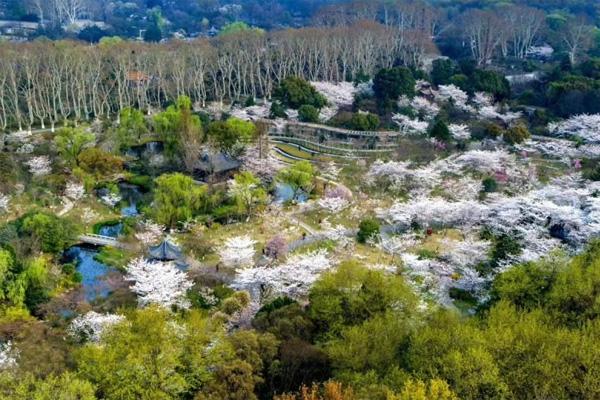 2024南京賞櫻花有哪些地方 南京賞櫻花的最佳時間 2024南京賞櫻花有哪些地方 南京賞櫻花的最佳時間