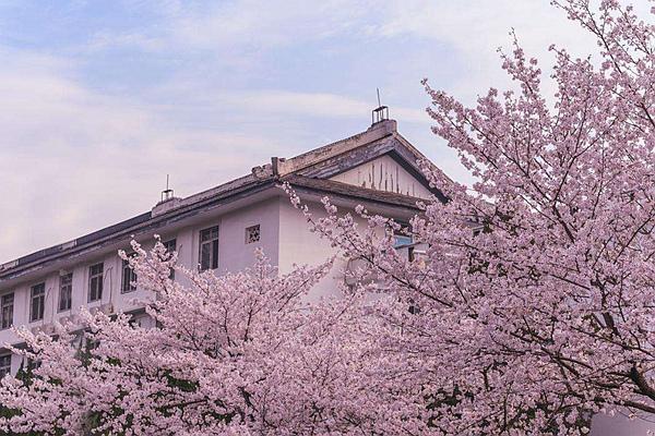 2024武大櫻花預約官網地址、門票及開放時間介紹 2024武大櫻花預約官網地址、門票及開放時間介紹