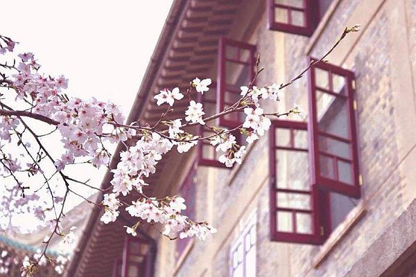 2024武大櫻花預約官網地址、門票及開放時間介紹 2024武大櫻花預約官網地址、門票及開放時間介紹