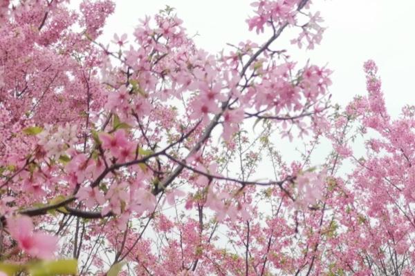 桂林3月份有什么花可以看 桂林3月份有什么花可以看