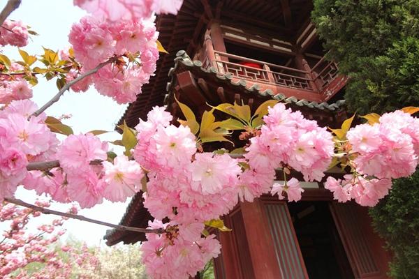 2024年西安青龍寺櫻花幾月開 開了嗎現在 2024年西安青龍寺櫻花幾月開 開了嗎現在