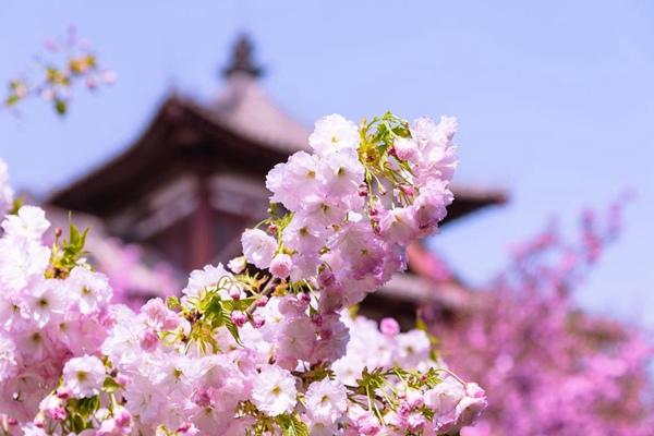 2024年西安青龍寺櫻花幾月開 開了嗎現在 2024年西安青龍寺櫻花幾月開 開了嗎現在