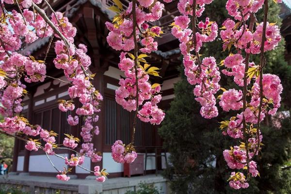 2024年西安青龍寺櫻花幾月開 開了嗎現在 2024年西安青龍寺櫻花幾月開 開了嗎現在