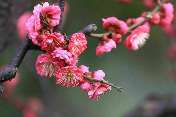 南陽哪里看梅花 南陽哪里看梅花