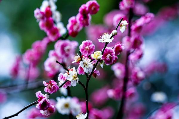 南陽哪里看梅花 南陽哪里看梅花