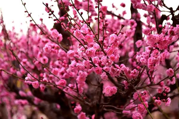 南陽哪里看梅花 南陽哪里看梅花