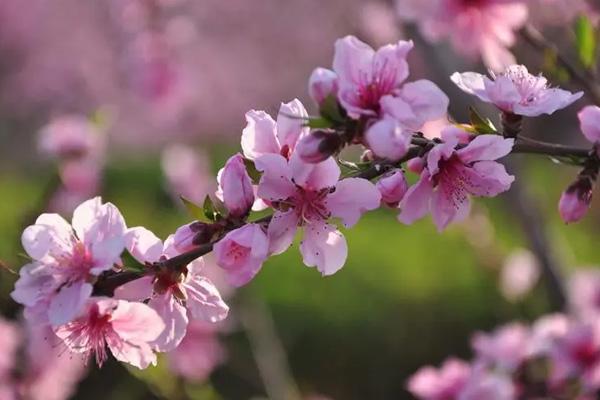柳州哪里有桃花 柳州哪里有桃花