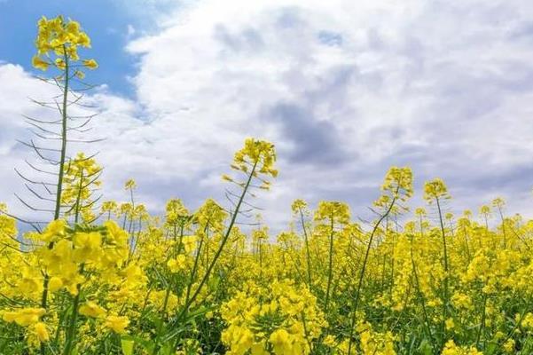 2024長(zhǎng)沙鵝洲島油菜花具體位置及最佳賞花時(shí)間