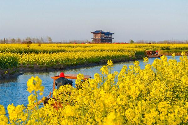 2024長(zhǎng)沙鵝洲島油菜花具體位置及最佳賞花時(shí)間