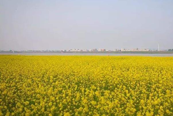 2024長(zhǎng)沙鵝洲島油菜花具體位置及最佳賞花時(shí)間