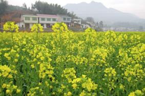 瀏陽油菜花什么時(shí)候開 看油菜花的地方有哪些