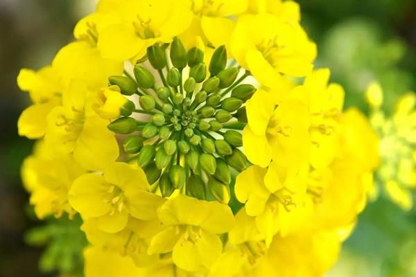 麻浩河濕地公園油菜花什么時(shí)候開(kāi)2024