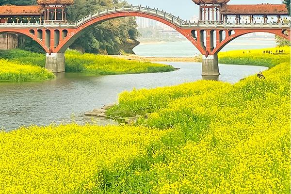 麻浩河濕地公園油菜花什么時(shí)候開(kāi)2024
