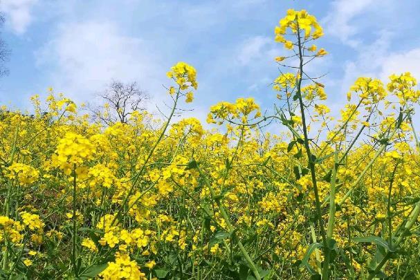 貴陽春季賞花地點有哪些 貴陽春季賞花地點有哪些