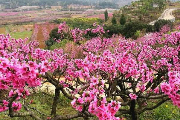 貴陽春季賞花地點有哪些 貴陽春季賞花地點有哪些