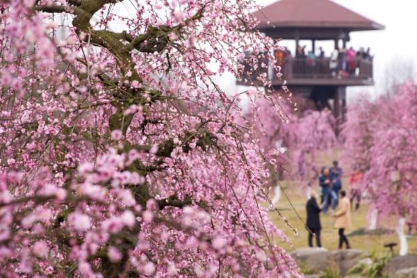 2024成都問(wèn)花村在哪里門票價(jià)格及開(kāi)放時(shí)間