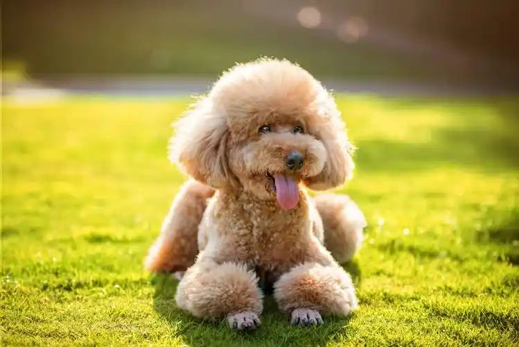 小型四季貴賓犬適合游泳嗎？(圖5)